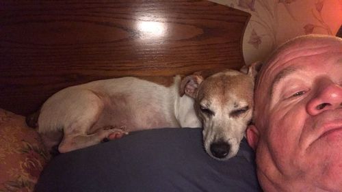Close-up of dog sleeping on bed at home
