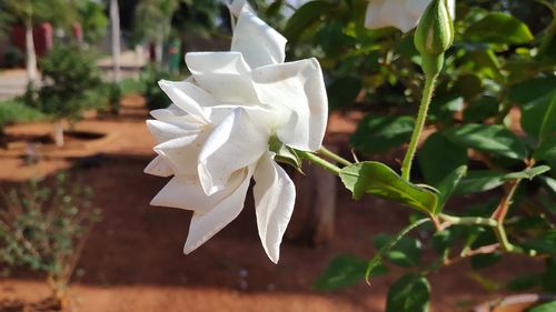 Close-up of white flowering plant