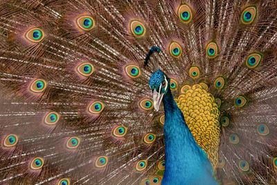 Close-up of peacock