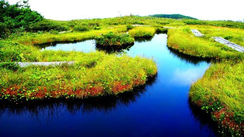 Reflection of trees in water