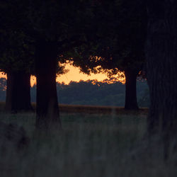 Silhouette trees on landscape against sky at sunset