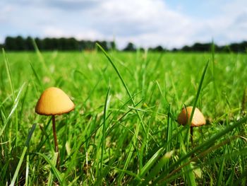 Close-up of mushroom growing on field against sky