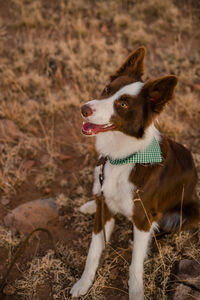 Dog looking away on field