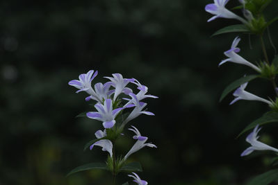 Close-up of purple flowering plant