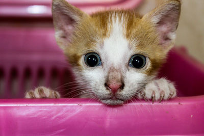 Close-up portrait of a kitten