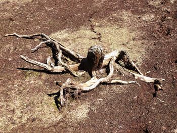 High angle view of animal skull on dry land