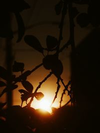 Close-up of plants at sunset