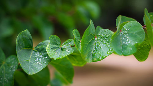 Close-up of raindrops on leaves