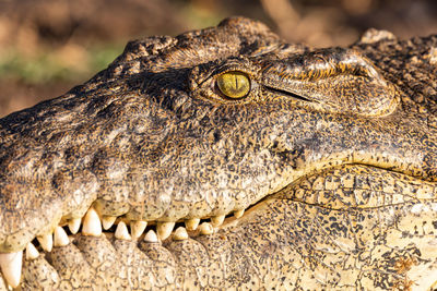 Close-up of a lizard