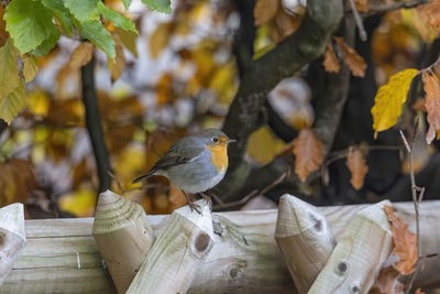 Close-up of bird perching on wood