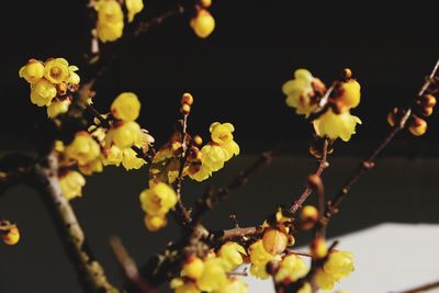 Close-up of yellow flowers on tree