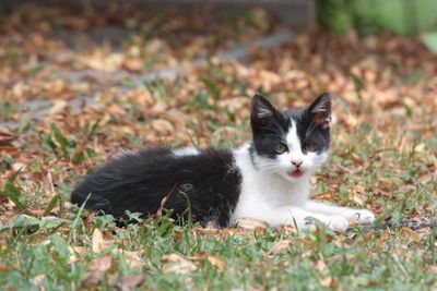Portrait of cat relaxing on field