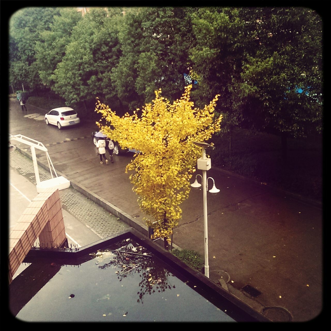 transfer print, auto post production filter, tree, transportation, water, mode of transport, road, street, growth, reflection, high angle view, nature, outdoors, day, car, sunlight, no people, plant, tranquility, the way forward