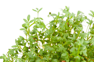 Close-up of fresh green plant