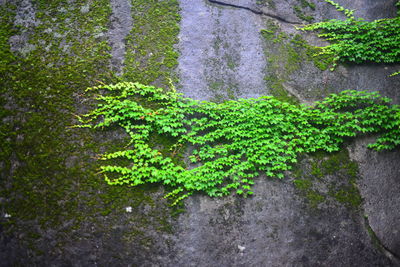 Close-up of ivy growing on tree trunk