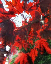 Close-up of maple leaves on tree during autumn