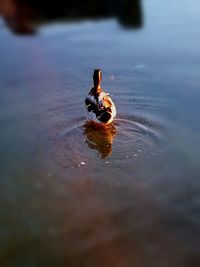 View of crab in lake