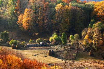 High angle view of autumn trees on field