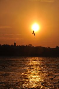 Silhouette bird flying over sea against orange sky