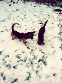 Dog on snow during winter