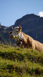 Close-up of cow on field against sky