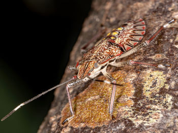 Close-up of insect