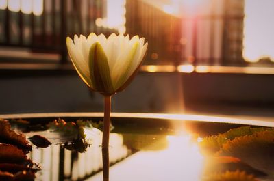 Close-up of water lily in pond during sunrise