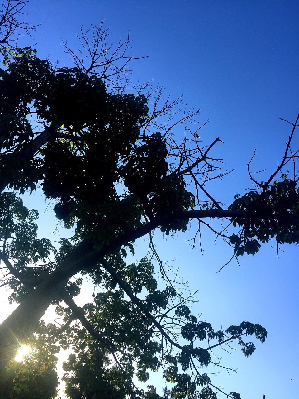 tree, low angle view, nature, sky, clear sky, growth, no people, beauty in nature, outdoors, branch, day, close-up