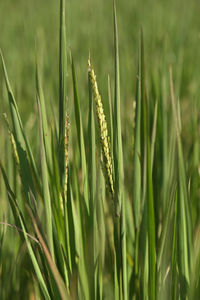 Close-up of crops growing on field