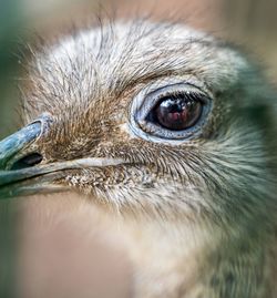 Close up of ostrich eye with reflection of photographer in, wild life photo. the emus, rheas kiwis