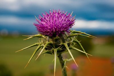 Close-up of thistle flower