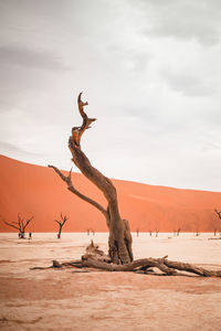 Dead tree in the desert