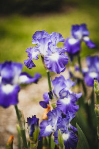 Close-up of purple flowering plants in park