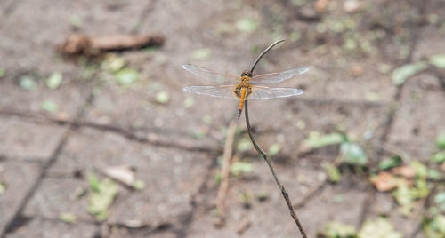 Close-up of insect