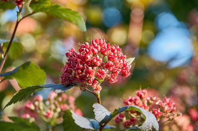 Close-up of purple flowering plant