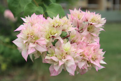 Close-up of pink flowering plant