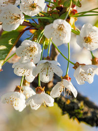 Close-up of white cherry blossoms