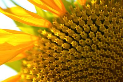 Macro shot of sunflower