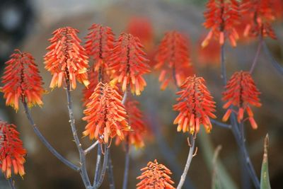 Close-up of maple leaves