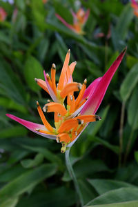 Close-up of day lily blooming outdoors