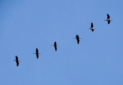 Low angle view of birds flying in sky