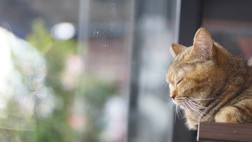 Close-up of a cat looking away