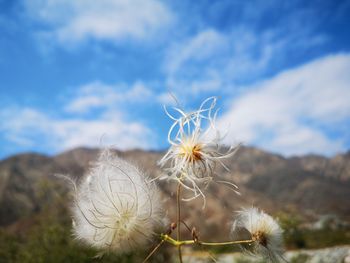 Close-up of dandelion on field against sky