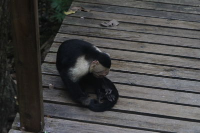 High angle view of monkey sitting on wooden plank