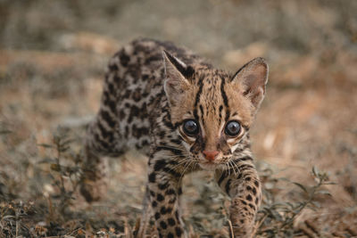 Portrait of ocelot on field