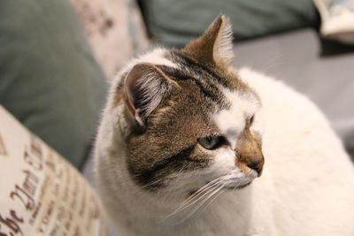 Close-up of a cat looking away