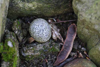 Close-up of snake