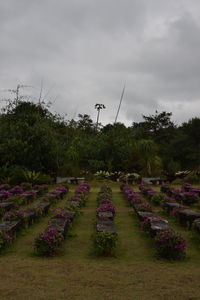 View of purple flowering plants on field against sky