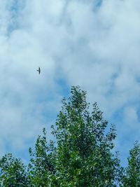 Low angle view of bird flying in sky