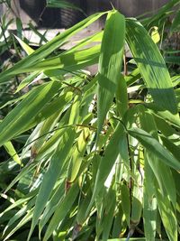 Close-up of fresh green leaves on field